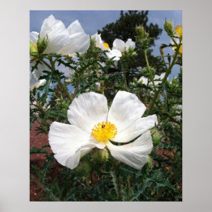 Den Southwestern Prickly vallmon fotograferar Poster