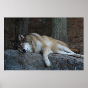 Den sovande Vargen Poster