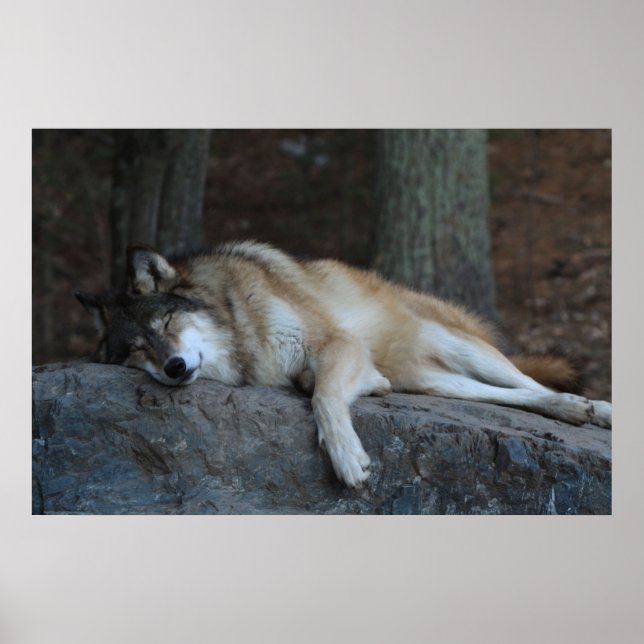 Den sovande Vargen Poster (Framsidan)