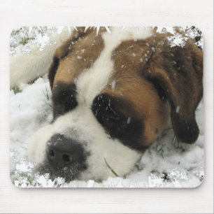 Den St Bernard hundmusen vadderar Musmatta