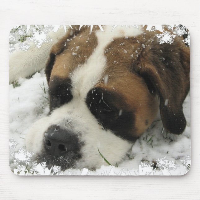 Den St Bernard hundmusen vadderar Musmatta (Framsidan)
