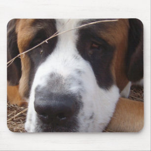 Den St Bernard hundmusen vadderar Musmatta