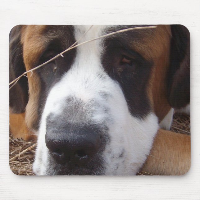Den St Bernard hundmusen vadderar Musmatta (Framsidan)