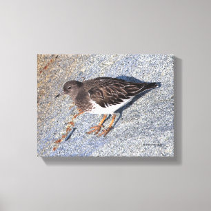 Den stenande Black Turnstone Shorebird på Sten Canvastryck