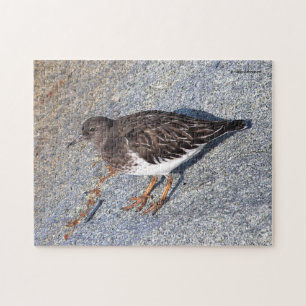 Den stenande Black Turnstone Shorebird på Sten Pussel