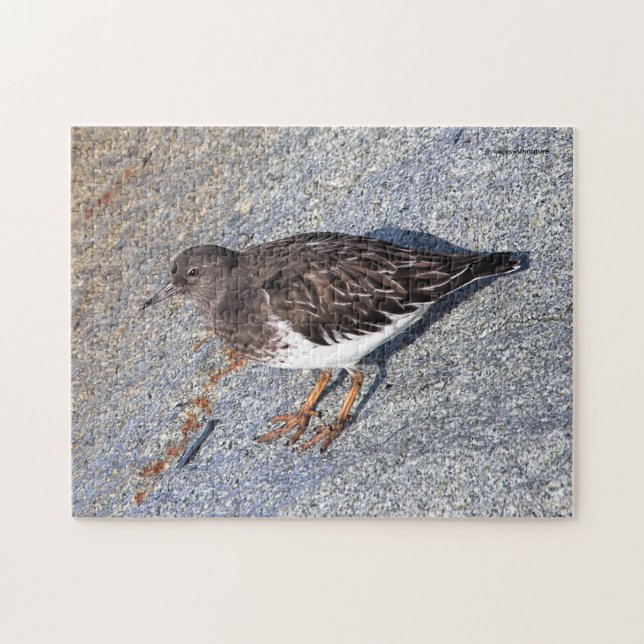 Den stenande Black Turnstone Shorebird på Sten Pussel (Horisontell)