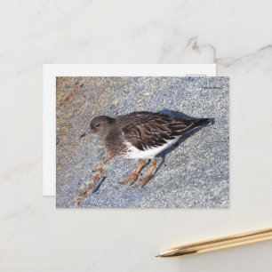 Den stenande Black Turnstone Shorebird på Sten Vykort