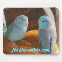 Den Stillahavs- musen för blåttParrotlets love