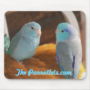 Den Stillahavs- musen för blåttParrotlets love Musmatta