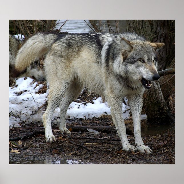 Den stora dåliga Vargen Poster (Framsidan)