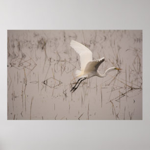 Den stora hägrens 36 x 24 Arkivpapper (Matte) Poster