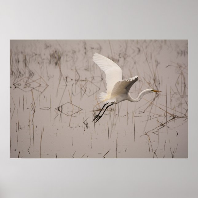 Den stora hägrens 36 x 24 Arkivpapper (Matte) Poster (Framsidan)