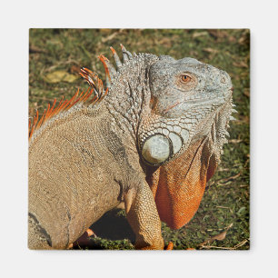 Den stora Vuxen Grönt Iguana Lizard i Grass Magnet