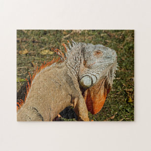 Den stora Vuxen Grönt Iguana Lizard i Grass Pussel