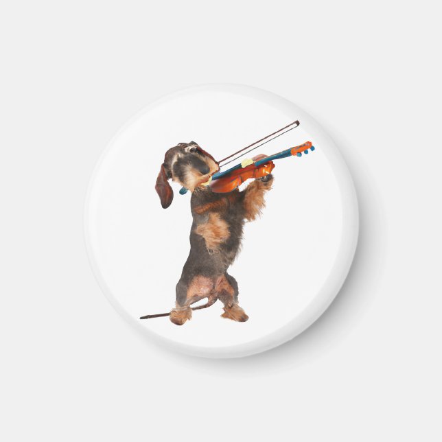 Den studerade Dachshund som spelar en fiol Magnet (Framsidan)