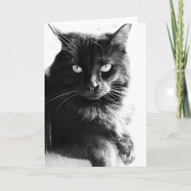 Den svart- & för svarten för vitfotosöt katten som kort (Framsida)