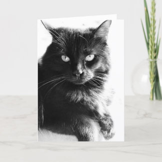 Den svart- & för svarten för vitfotosöt katten som kort