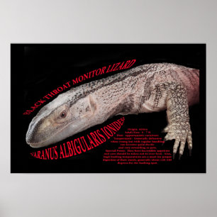 Den svart halsen övervakar ödlan poster