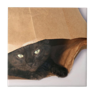 Den svart katten hänger lös in kakelplatta