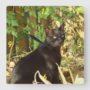 Den svart katten i morgonsolvägg tar tid på fyrkantig klocka