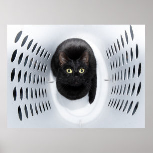 Den svart katten tittar upp från en vittvättkorg poster