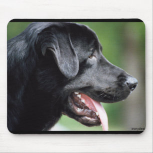 Den svart Labradoren Musmatta