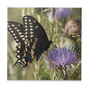Den svart Swallowtail fjärilen belägger med tege Kakelplatta