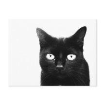 Den svarta katten