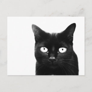 Den svarta katten vykort