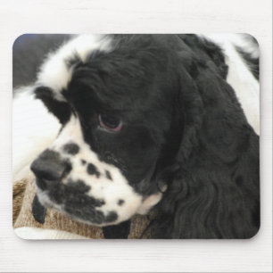 Den svartvita cockerspanielSpanielmusen vadderar Musmatta