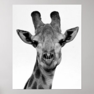 Den svartvita giraffet fotograferar poster