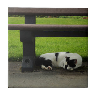 Den svartvita katten tar av planet Under Kakelplatta