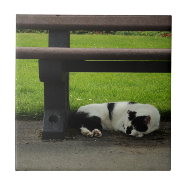 Den svartvita katten tar av planet Under Kakelplatta (Framsidan)