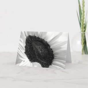 Den svartvita solrosen fotograferar kort