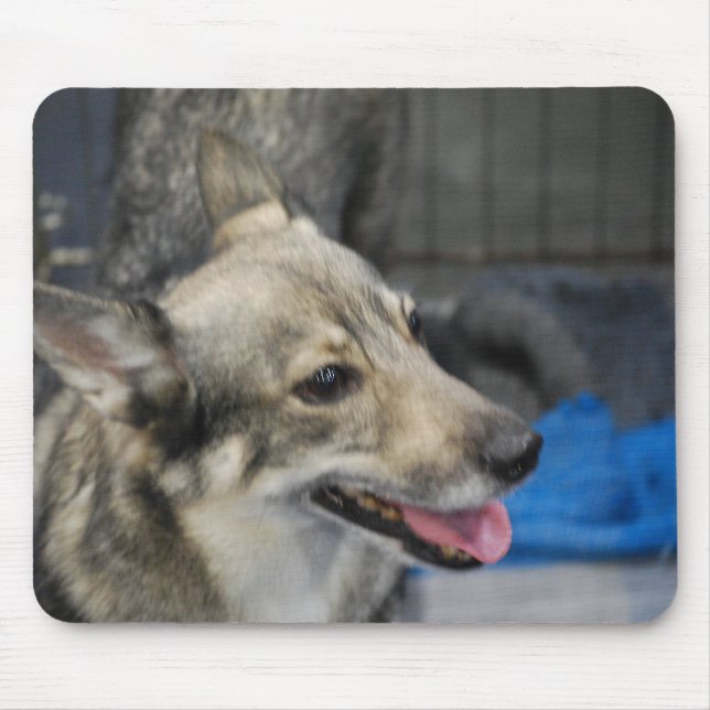 Den svenska Vallhund musen vadderar Musmatta (Framsidan)