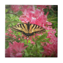 Den Swallowtail fjärilen sitter på rosa Azaleas