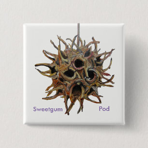 Den Sweetgum poden knäppas Knapp