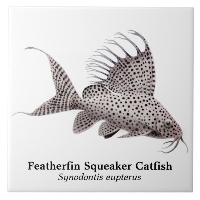 Den Synodontis Eupterus Featherfin havskatten Kakelplatta (Framsidan)