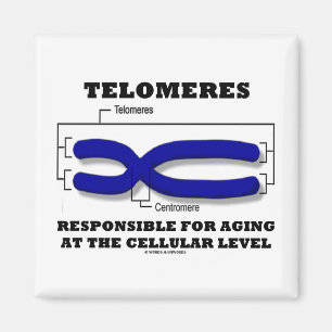 Den Telomeres ansvariga för att åldras på cell- Magnet