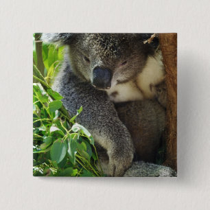 Den tillfälliga koalaen knäppas knapp