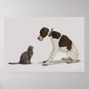 Den tittar pekaren besegrar på katten poster