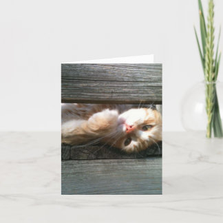 den tomma katten noterar kortet kort