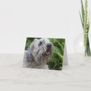Den tomma mjuka bestrukna Wheaten terrieren Kort