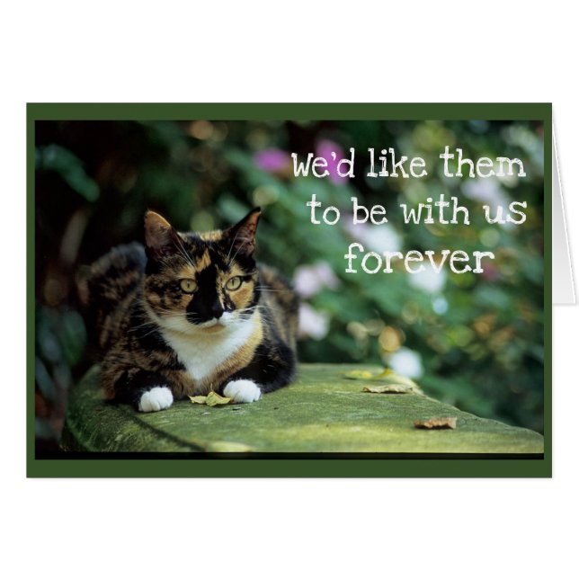 Den Tortie katten på trädgård tar av planet - Hälsningskort (Framsidan Horizontal)