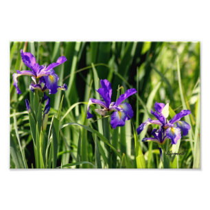 Den trefaldiga lilan irises fotokonst