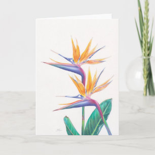 Den tropiska fågeln av paradiset blommar kort