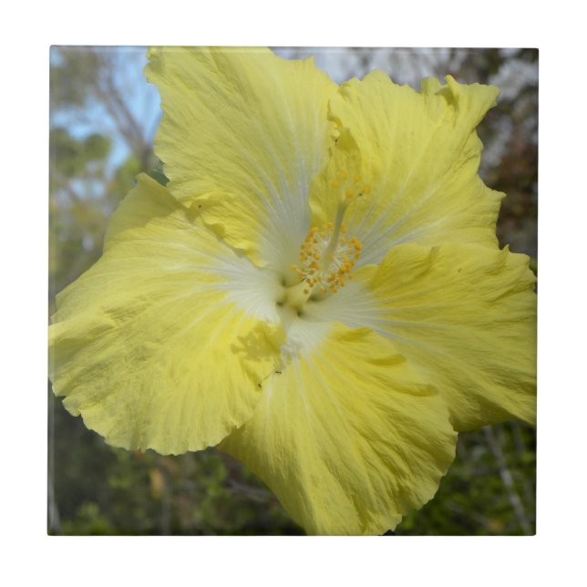 Den tropiska gula blomman belägger med tegel kakelplatta (Framsidan)