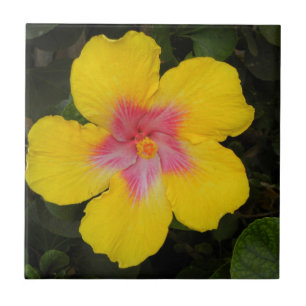 Den tropiska gula hibiskusblommigten belägger med kakelplatta