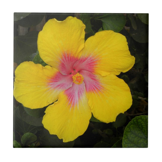 Den tropiska gula hibiskusblommigten belägger med kakelplatta (Framsidan)