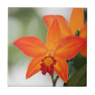 Den tropiska orchiden belägger med tegel kakelplatta